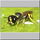 Ectemnius lapidarius - Grabwespe w07d 8-9mm - OS-Piesberg-det.jpg